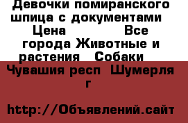 Девочки помиранского шпица с документами › Цена ­ 23 000 - Все города Животные и растения » Собаки   . Чувашия респ.,Шумерля г.